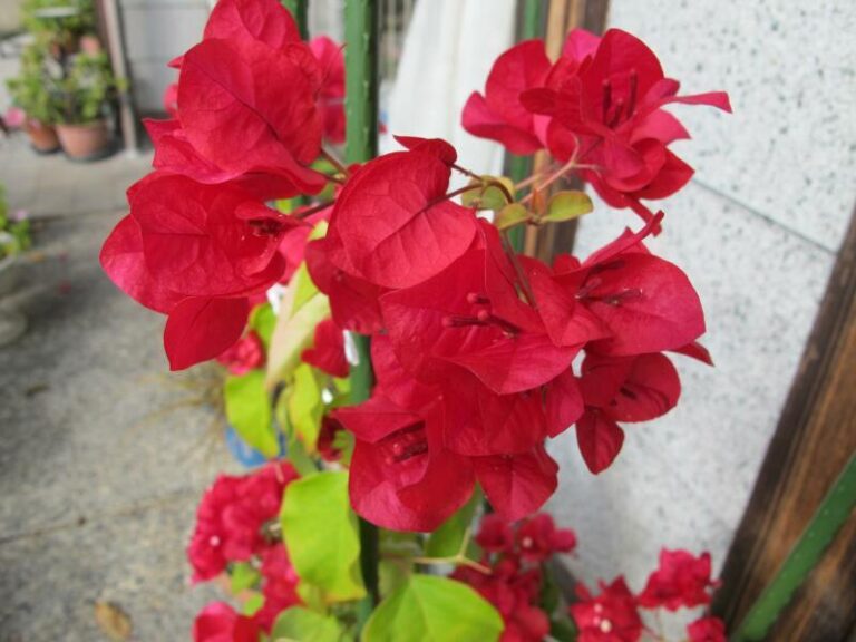 季節の花（11月）